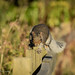 20261017 #Animals
