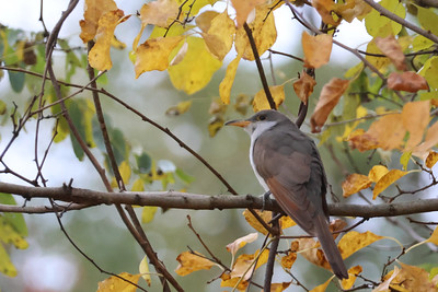 Yellow billed Cuckoo