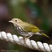 Ovenbird