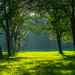 Sunrays near the forrest