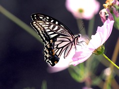 OMD EM1 10.18.2026 butterfly  2