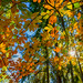 Sunshine Came Softly