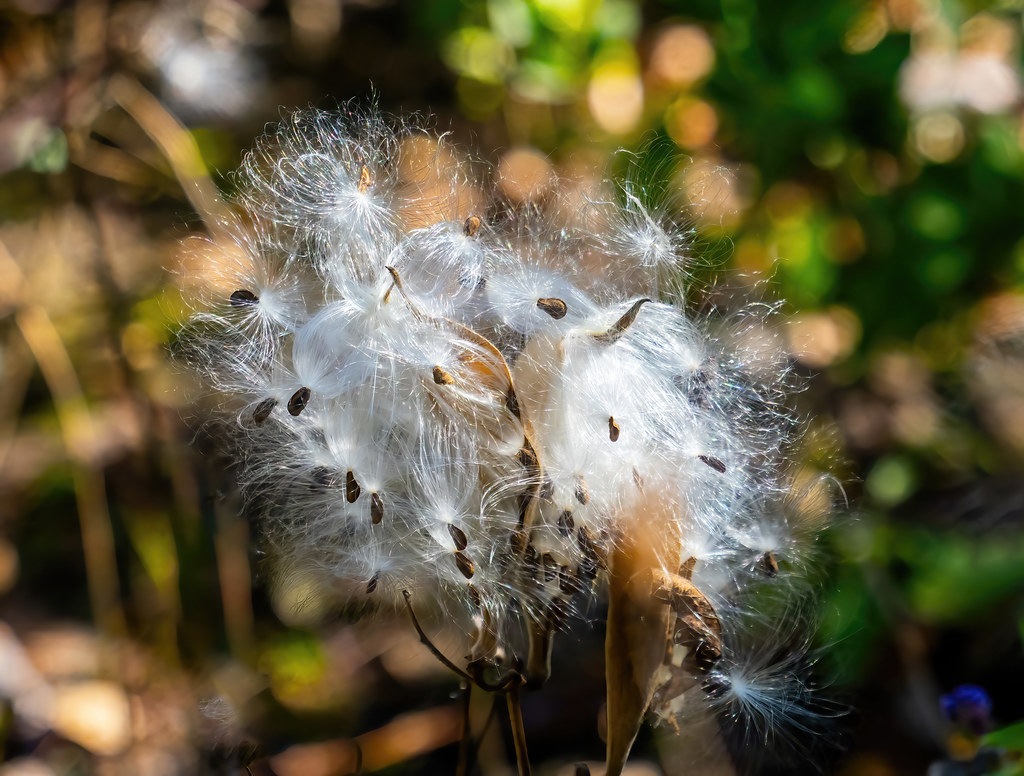 Milkweed Seeds