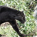 			<p><a href="https://www.flickr.com/people/204736989@N03/">Tale-of-the-wolf</a> posted a photo:</p>
	
<p><a href="https://www.flickr.com/photos/204736989@N03/55597928847/" title="Black Jaguar"><img src="https://live.staticflickr.com/65535/55597928847_f7fb4e077c_m.jpg" width="240" height="160" alt="Black Jaguar" /></a></p>

<p></p>
