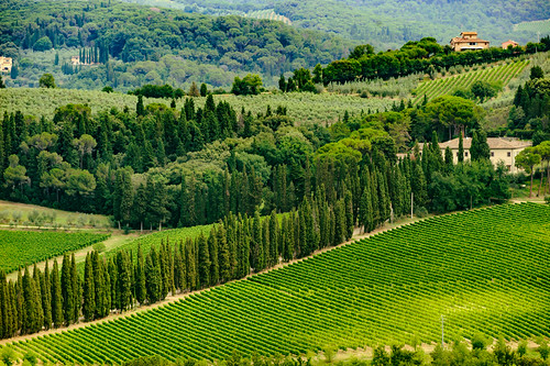 Vineyards of Chianti near Empoli, Tuscany, Italy, at summer