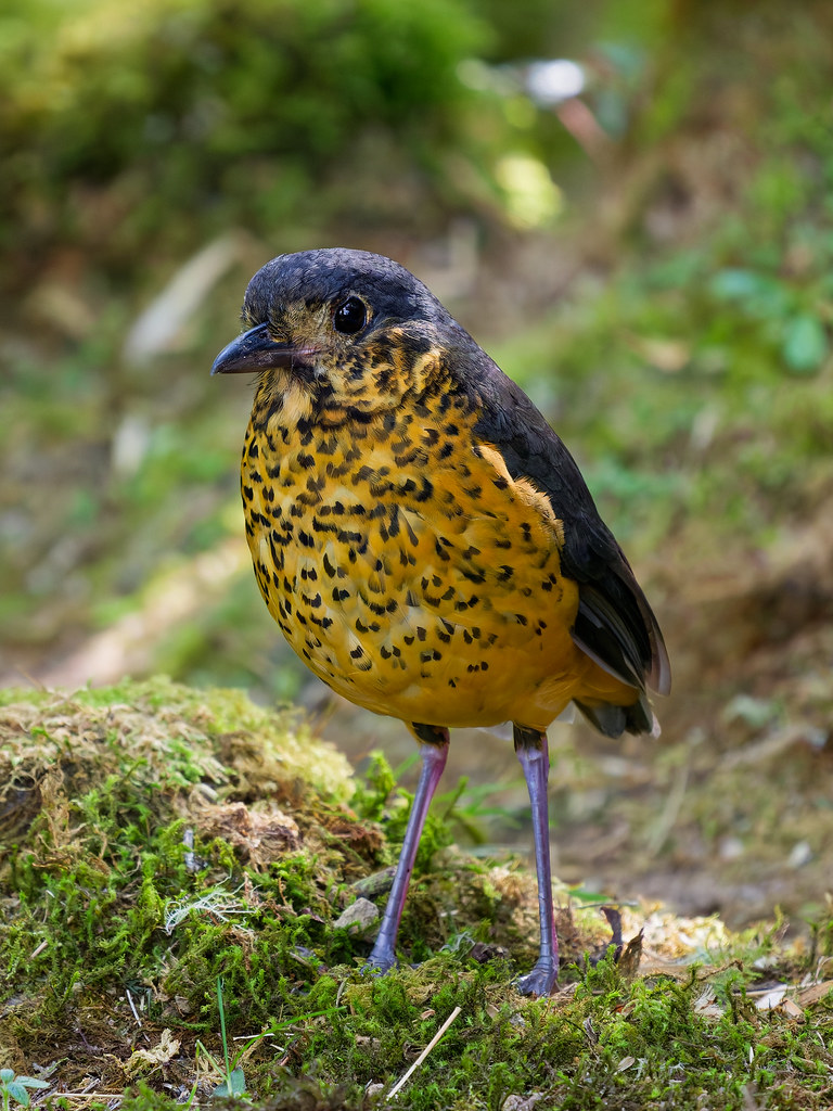 Undulated antpitta (Grallaria squamigera)