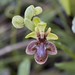 Ophrys × fernandii (Robert Allen Rolfe, 1918)