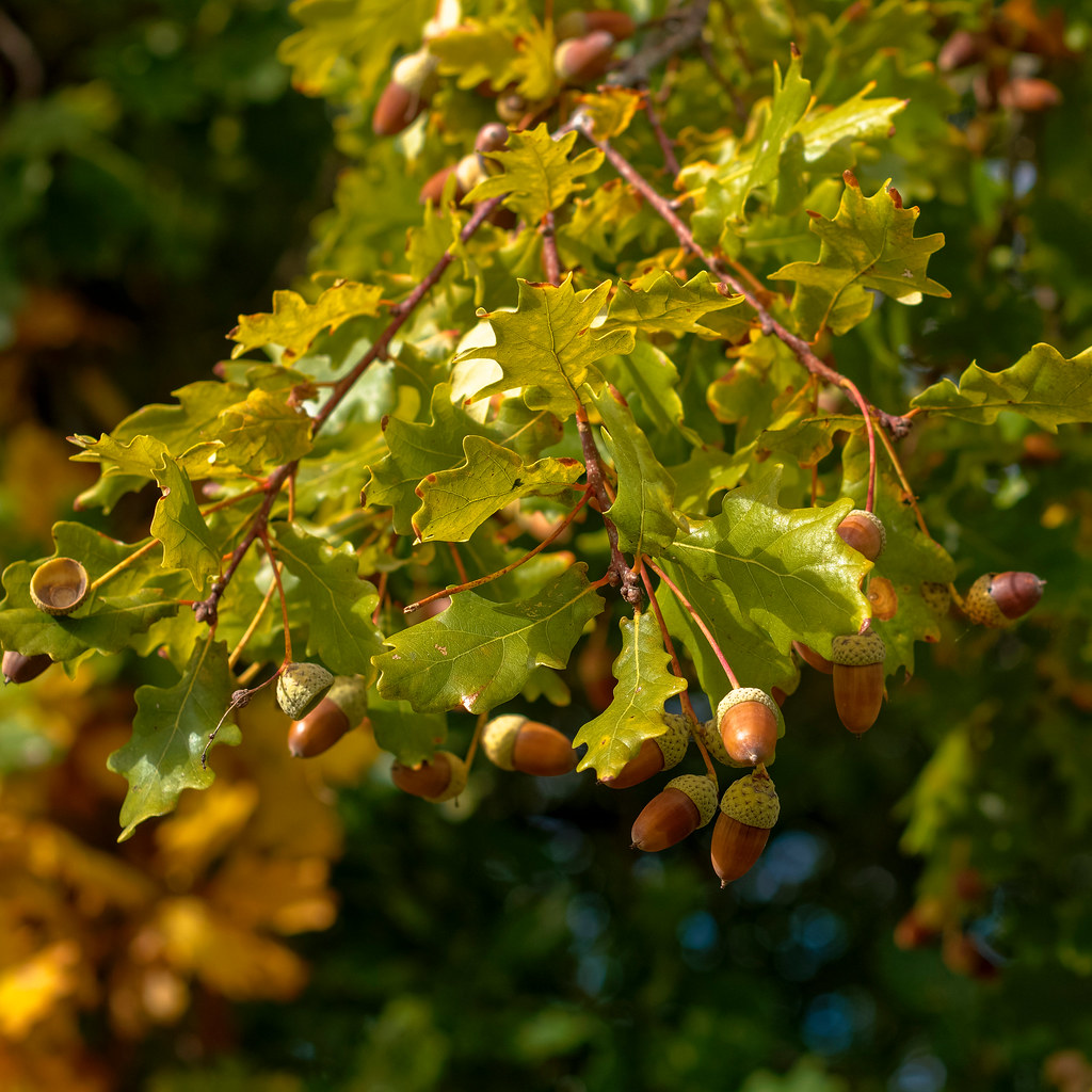 Un chêne en automne