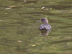 Harle couronné ♀ ( Lophodytes cucullatus )