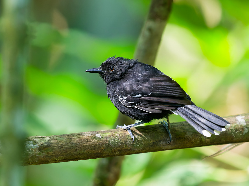 Male Jet antbird (Cercomacra nigricans)