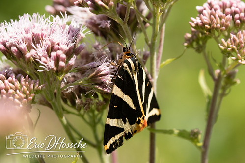 Ecaille chinée (Euplagia quadripunctaria)