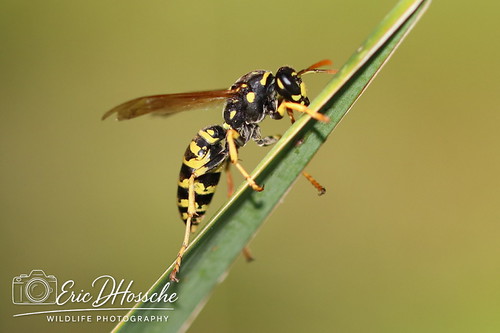 Poliste gaulois (Polistes dominula)
