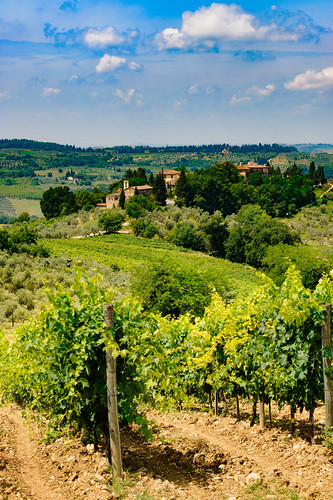 Vineyards of Chianti near Empoli, Tuscany, Italy, at summer