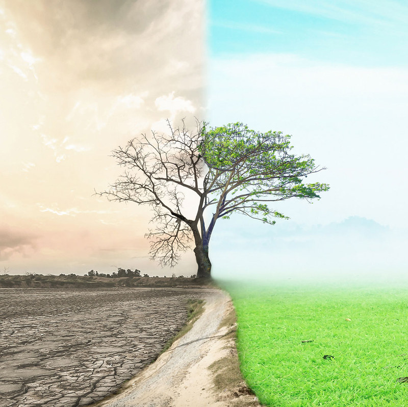 A tree - half alive and vibrant green, half dead - symbolising life and death