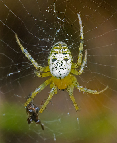 Orbweaver
