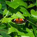 			<p><a href="https://www.flickr.com/people/203966877@N03/">xalleke</a> posted a photo:</p>
	
<p><a href="https://www.flickr.com/photos/203966877@N03/55600057407/" title="Heliconius elevatus"><img src="https://live.staticflickr.com/65535/55600057407_5fcd8bd45e_m.jpg" width="240" height="160" alt="Heliconius elevatus" /></a></p>

<p>Edenya, Pairi Daiza - Belgium</p>
