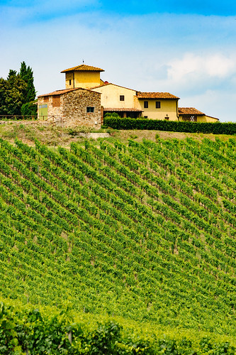Vineyards of Chianti near Empoli, Tuscany, Italy, at summer