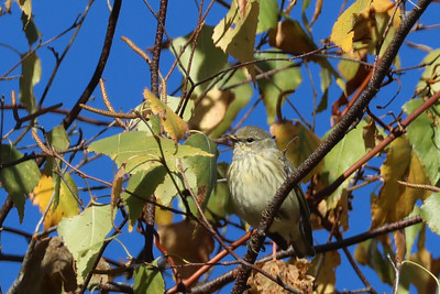 Cape May Warbler with unusual bicolored bill