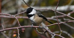 Black-capped Chickadee (Poecile atricapillus)