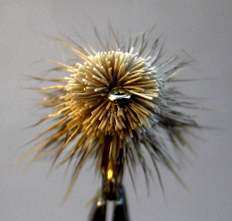 55600701034_ba3f688384_c.jpg