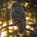 Barred owl in the sunset