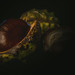			<p><a href="https://www.flickr.com/people/paralecitam/">paralecitam</a> posted a photo:</p>
	
<p><a href="https://www.flickr.com/photos/paralecitam/55601585904/" title="Fall in macro"><img src="https://live.staticflickr.com/65535/55601585904_dcedccffed_m.jpg" width="240" height="160" alt="Fall in macro" /></a></p>


