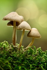 Pilze im Wald