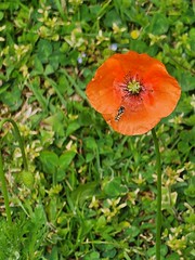 15 410 20261021_101301 Poppy and hoverfly