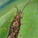 Lepismachilis y-signata (2)