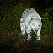 			<p><a href="https://www.flickr.com/people/manfred_h/">Mani_H.</a> posted a photo:</p>
	
<p><a href="https://www.flickr.com/photos/manfred_h/55604439710/" title="Polar bear, an illuminated light figure."><img src="https://live.staticflickr.com/65535/55604439710_ceda5b04fc_m.jpg" width="240" height="160" alt="Polar bear, an illuminated light figure." /></a></p>

<p>An object of the light art event in the Maxi Park of Hamm (Westphalia) autumn 2026.</p>
