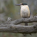 Sacred Kingfisher 2026-10-16 (7D_182A8771)
