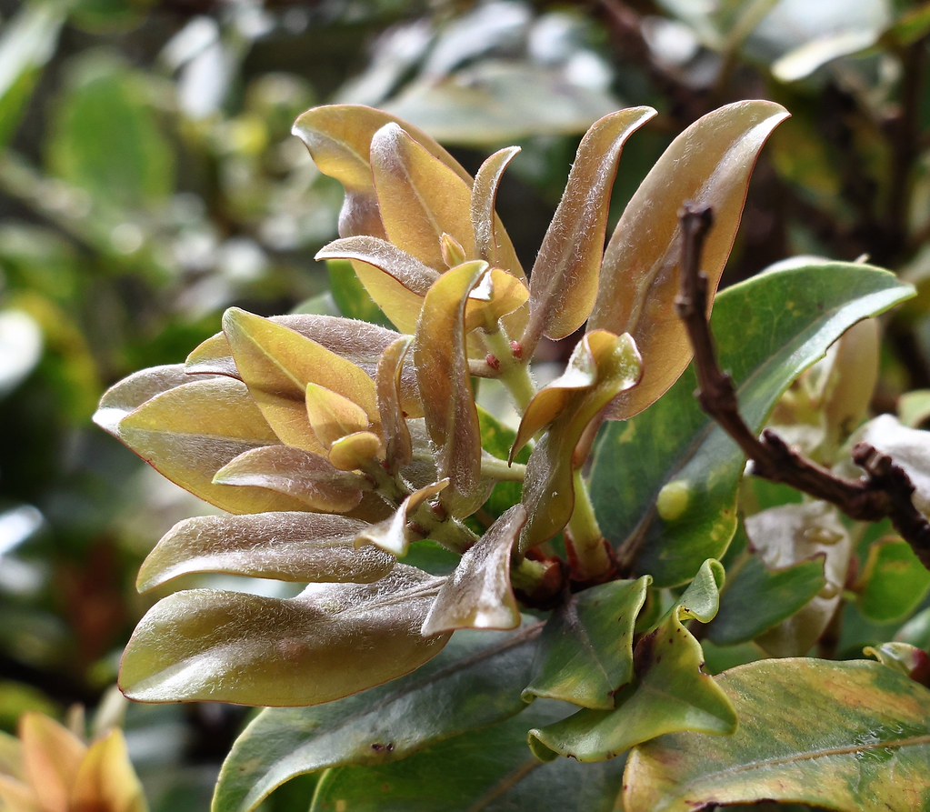 Metrosideros 9 (lehua, `ōhi`a). Hawai`i, O`ahu, Ko`olau Mo… | Flickr