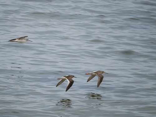 Three Shanks | by Jan Rothe