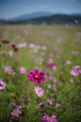 osanpo_2021