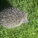 Hedgehog