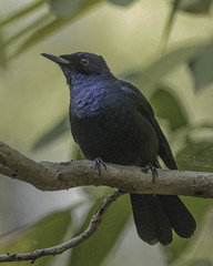 Shining Flycatcher