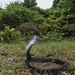 Sumatran spitting cobra (Naja sumatrana) - Singapore 2026