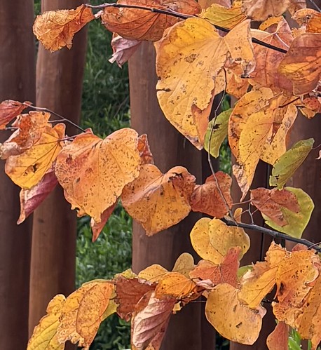 Autumn Leaves | by susanpride49