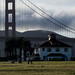 Golden Gate pups