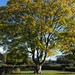 Autumn colour.