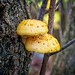 Fungus