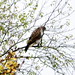 Mäusebussard