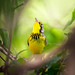 Canada Warbler