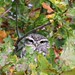 Little Owl