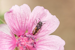 Acmaeoderella adspersula Acmaeoderella adspersula