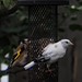 Mostly white gold finch
