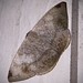 Oxydia (família Geometridae)