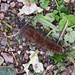 Zimtbär (Phragmatobia fuliginosa)