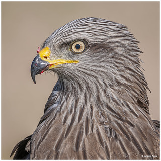Black Kite portrait