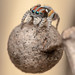 Maratus volans / Flying Peacock Spider.